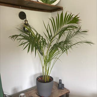 Kentia Palm plant in Peterborough, England