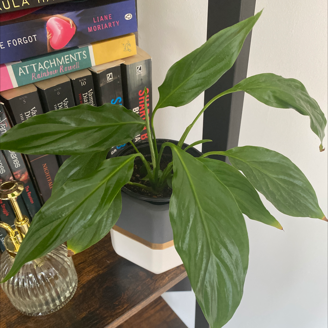 Peace Lily plant photo by @bursill96 named PONGO on Greg, the plant care app.