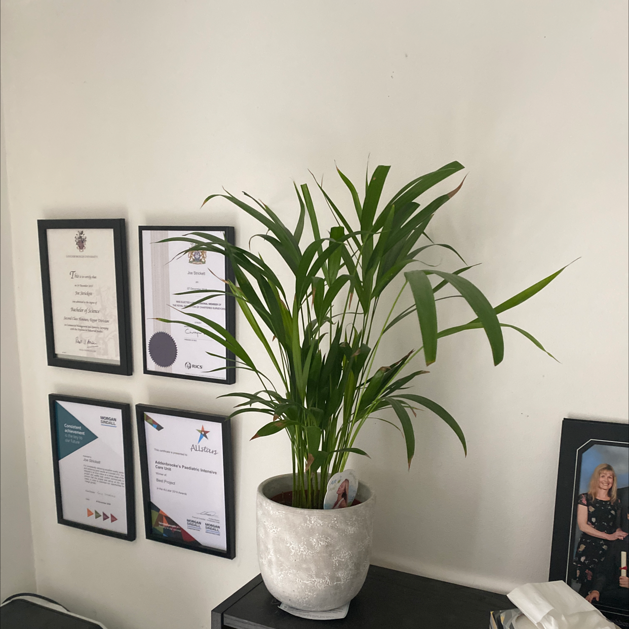 Photo of the plant species Areca Palm by @bursill96 named STEVEN on Greg, the plant care app