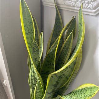 Snake Plant plant in Peterborough, England