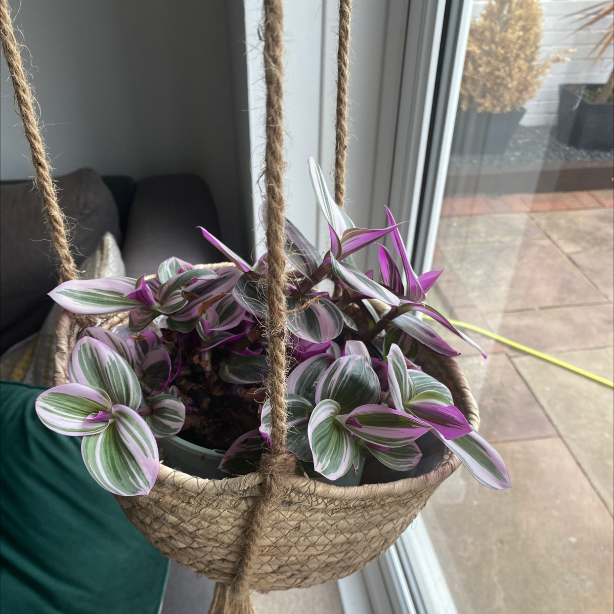Small-Leaf Spiderwort plant photo by @bursill96 named TINA on Greg, the plant care app.