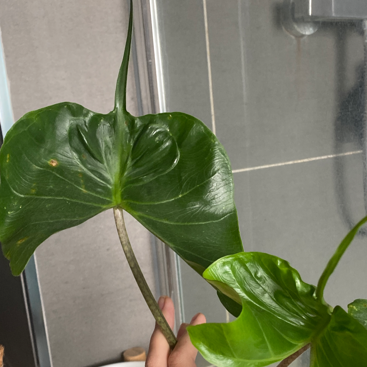 Photo of the plant species Stingray Elephant Ear by @bursill96 named RAY on Greg, the plant care app