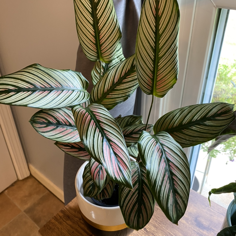 Goeppertia majestica plant with patterned leaves in a pot near a window.