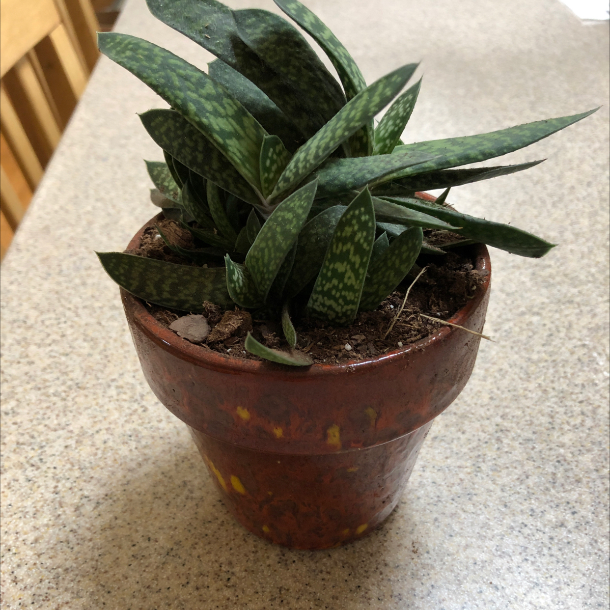 Potted Ox Tongue succulent plant with long spotted curved leaves, in a ceramic pot with visible soil, well-framed image.