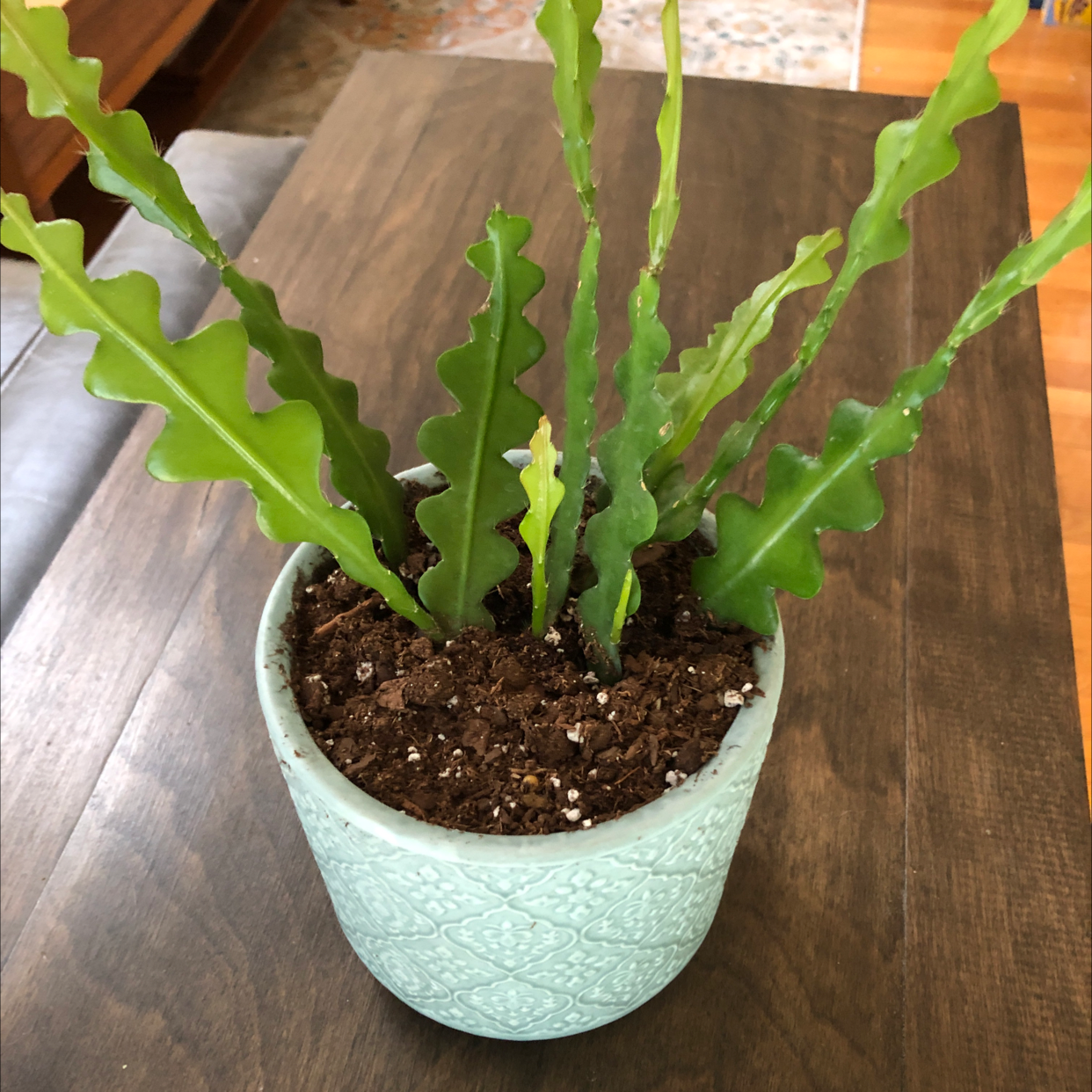 Dutchman's Pipe Cactus in a decorative pot with visible soil and healthy green leaves.