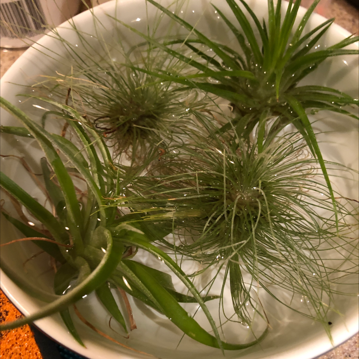 Healthy Blushing Bride air plant with spiky green leaves in a white ceramic bowl, well-framed photo.