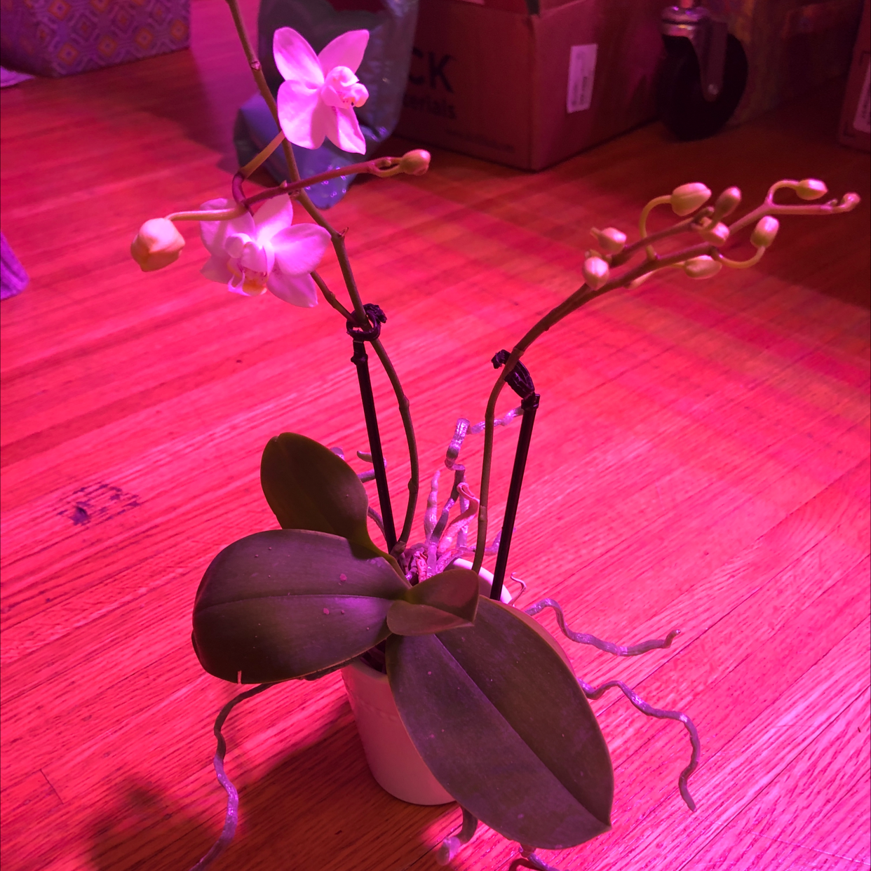 🌀 Why Are My Phalaenopsis Orchid Leaves Curling?