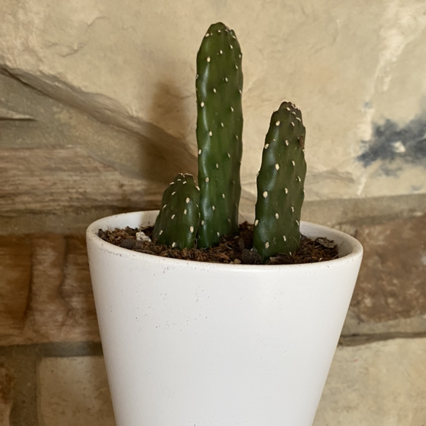 Few-Spined Marble-Seeded Prickly Pear in a white pot against a stone wall.
