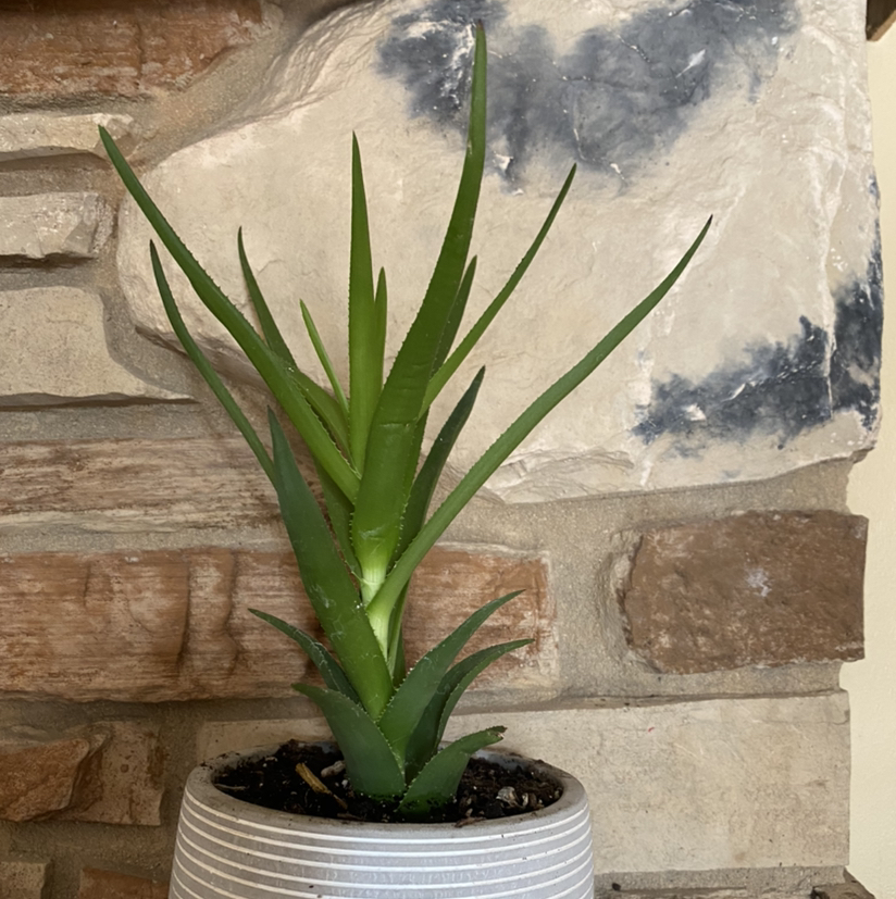 Climbing Aloe plant in a pot against a stone wall background.