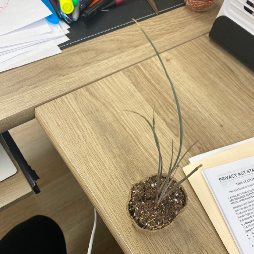 Small potted Engelmann's false yucca plant on a desk with some browning leaves.