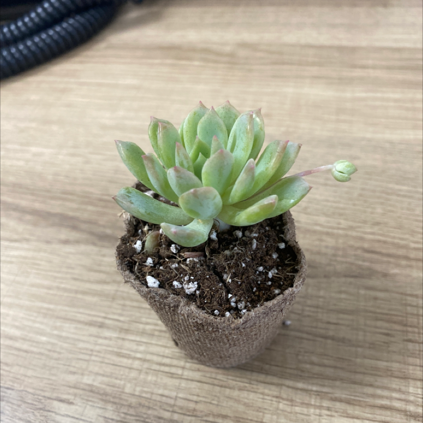 Healthy Echeveria succulent in a small pot with visible soil.