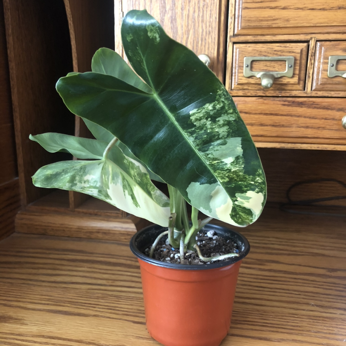 Burle Marx Variegata plant photo by @NellBell85 named X on Greg, the plant care app.
