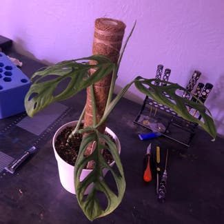 Monstera esqueleto plant in Boulder, Colorado