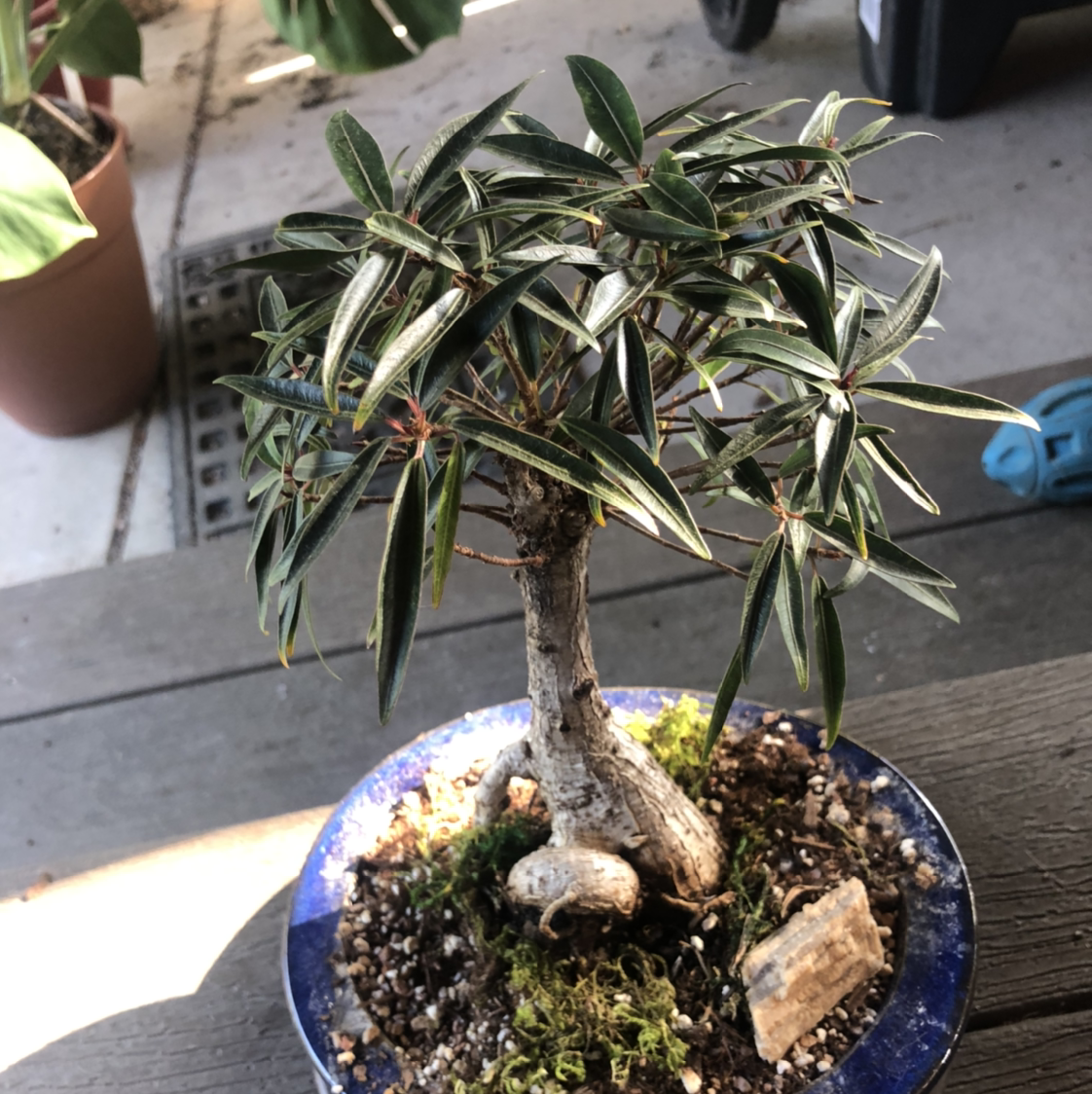Willow Leaf Fig plant photo by @NellBell85 named Willow on Greg, the plant care app.