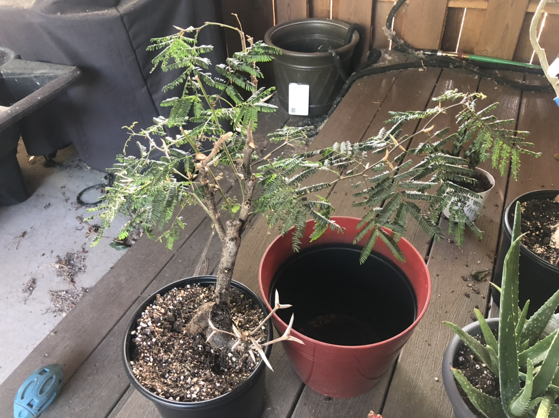 Bullhorn Acacia plant photo by @NellBell85 named Spike on Greg, the plant care app.