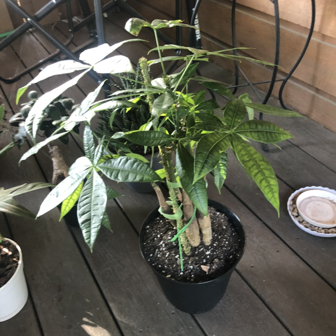 Money Tree plant photo by @NellBell85 named Elvis on Greg, the plant care app.
