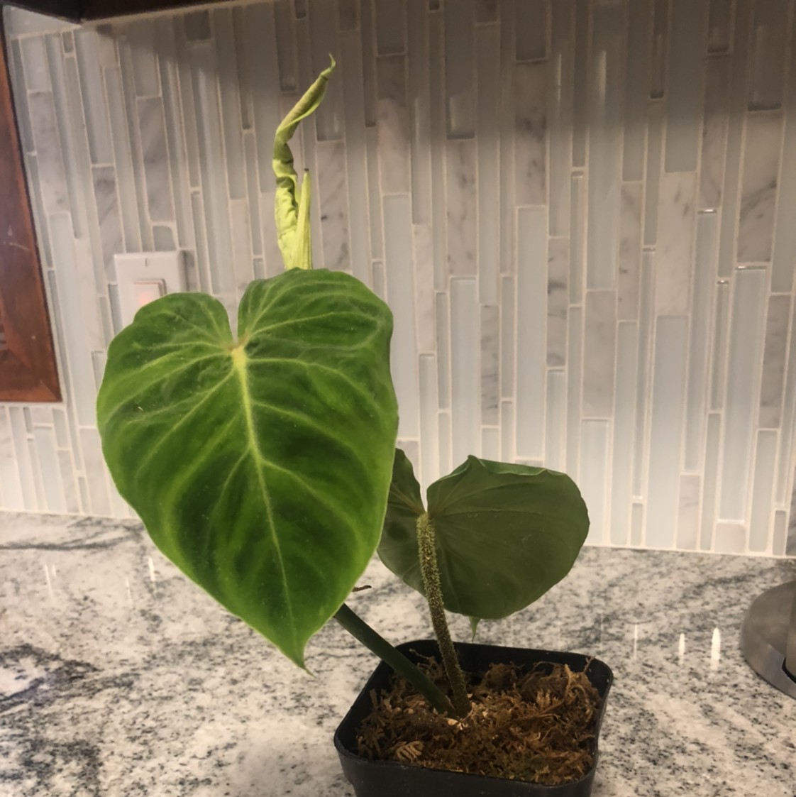 Ecuador Philodendron plant with large, heart-shaped leaves in a small pot on a countertop.
