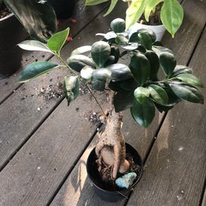 Ficus Ginseng plant photo by Nellbell85 named Merlin on Greg, the plant care app.