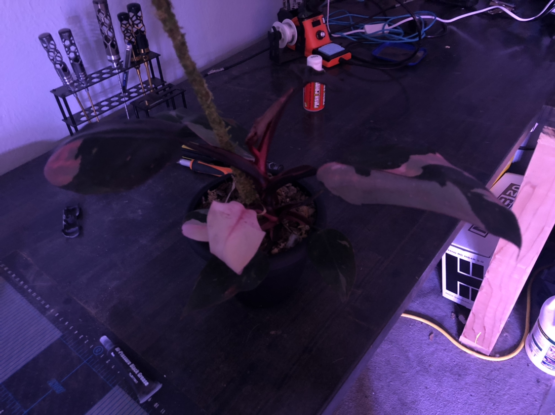 Pink Princess Philodendron plant photo by @NellBell85 named Pinky on Greg, the plant care app.