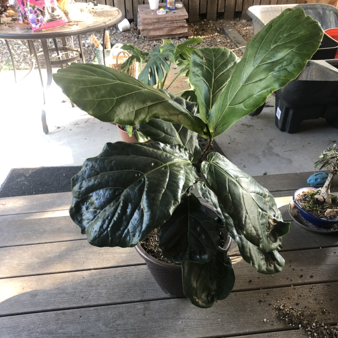 Fiddle Leaf Fig plant photo by @NellBell85 named FiFi on Greg, the plant care app.