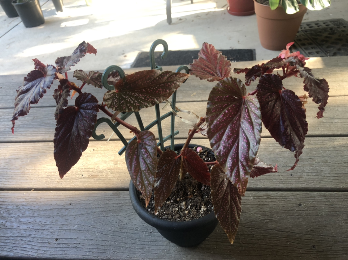 Polka Dot Begonia plant photo by @NellBell85 named Betty on Greg, the plant care app.