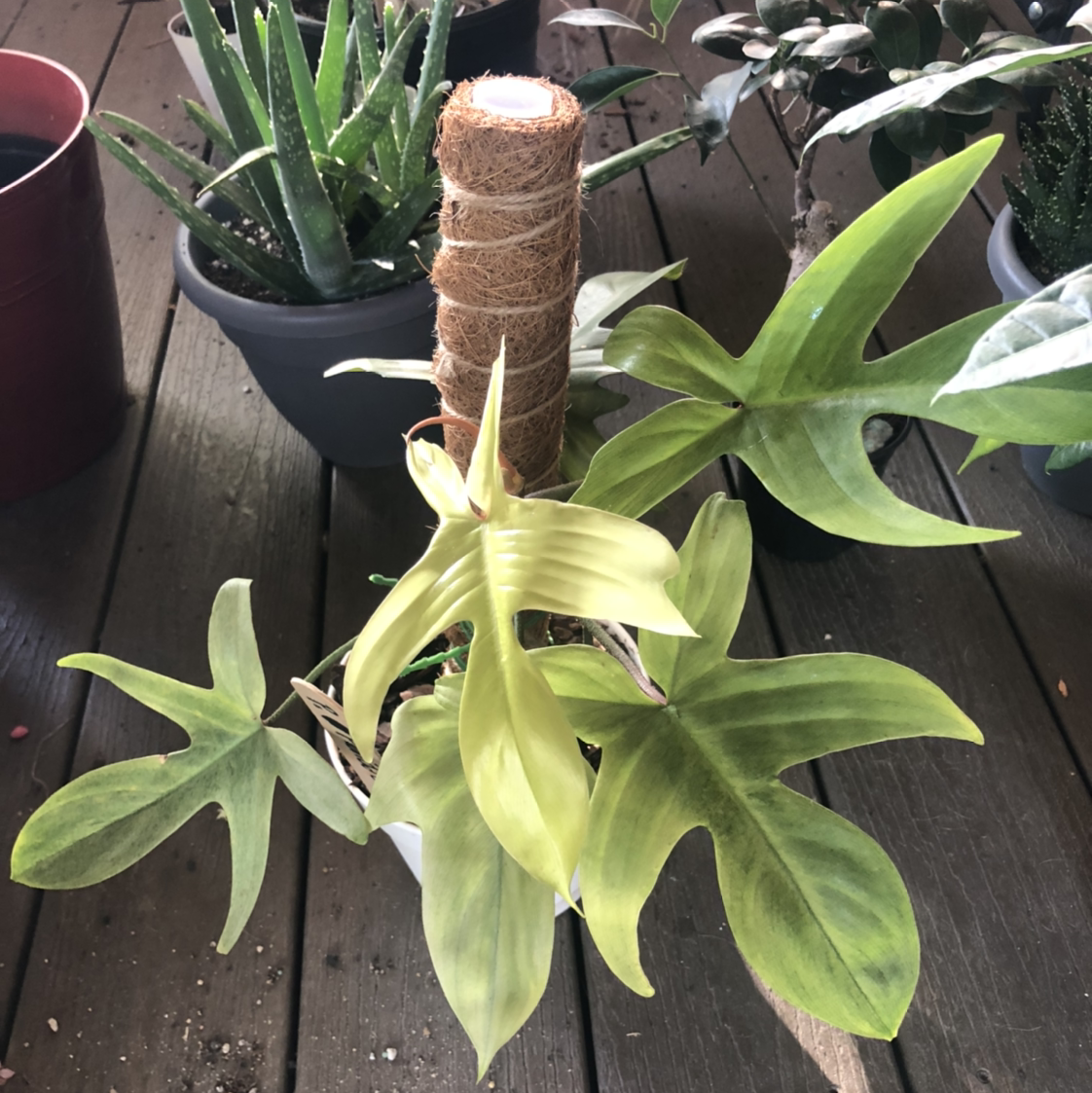 Philodendron 'Florida Ghost' plant photo by @NellBell85 named Casper on Greg, the plant care app.