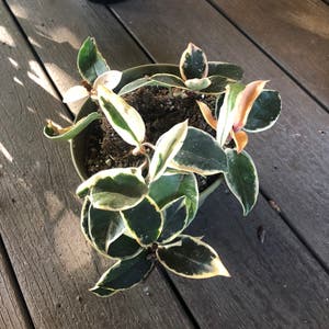 Hoya Carnosa Tricolor plant photo by @NellBell85 named Dinkie on Greg, the plant care app.