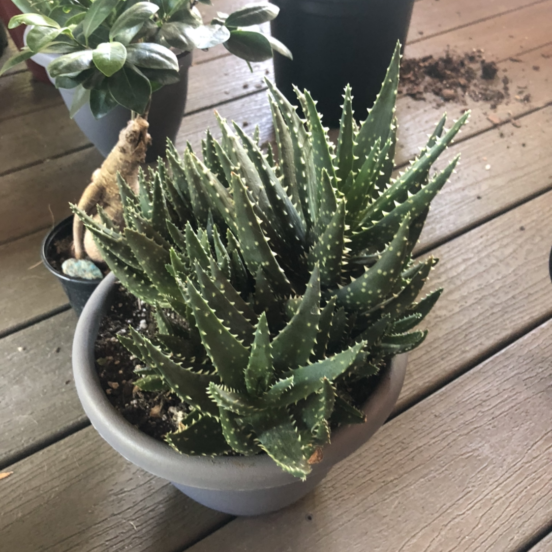 Tiger Tooth Aloe plant photo by @NellBell85 named Lover on Greg, the plant care app.