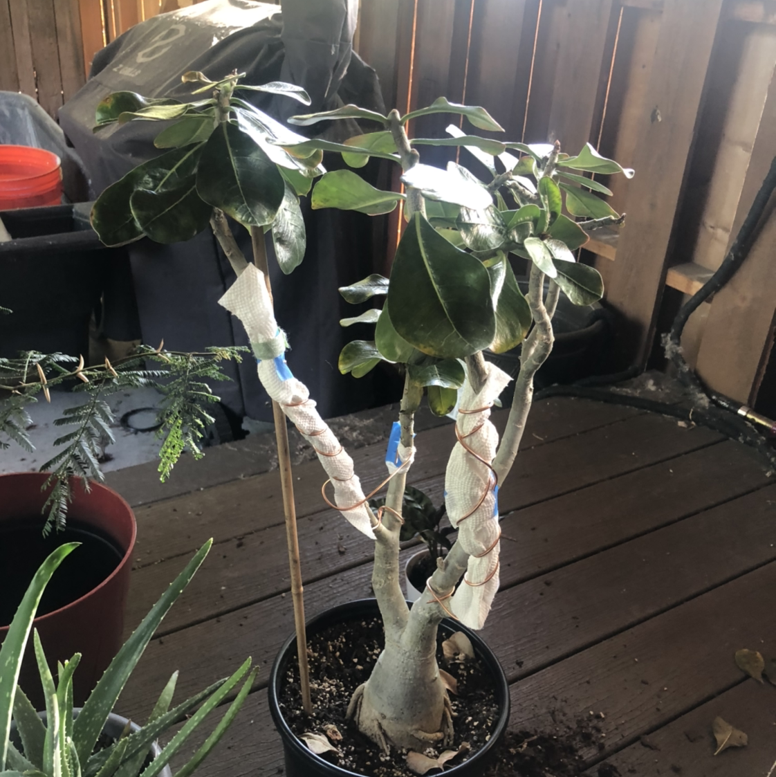 Desert Rose Plant plant photo by @NellBell85 named Desert Rose on Greg, the plant care app.