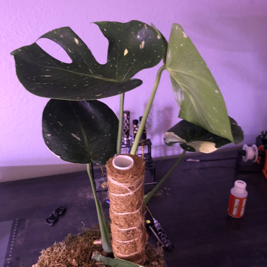 Thai Constellation Monstera plant photo by @NellBell85 named Your plant on Greg, the plant care app.