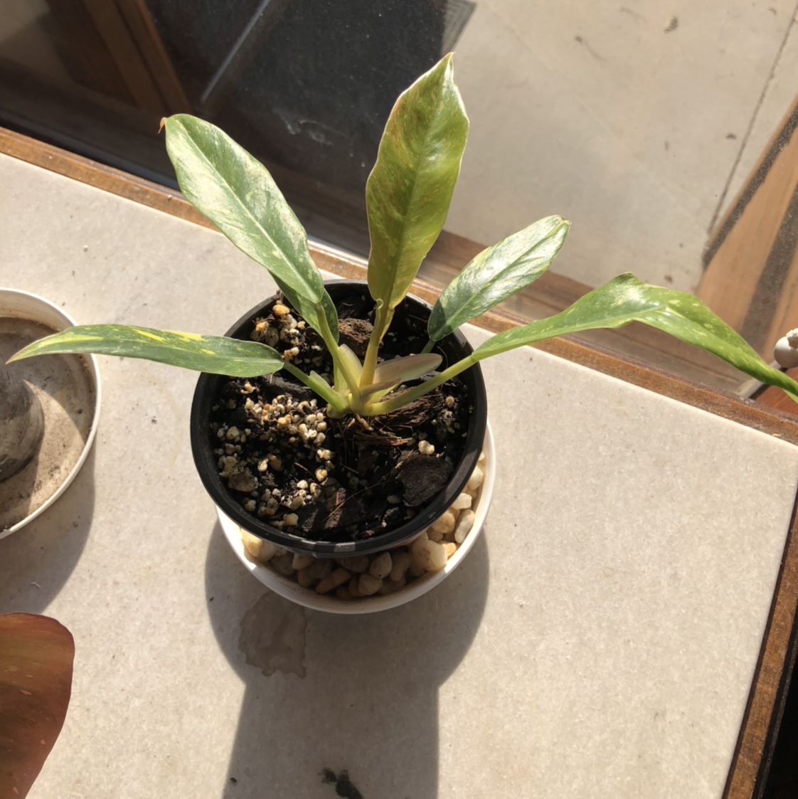 Philodendron 'Ring of Fire' plant photo by @NellBell85 named Sizzler on Greg, the plant care app.