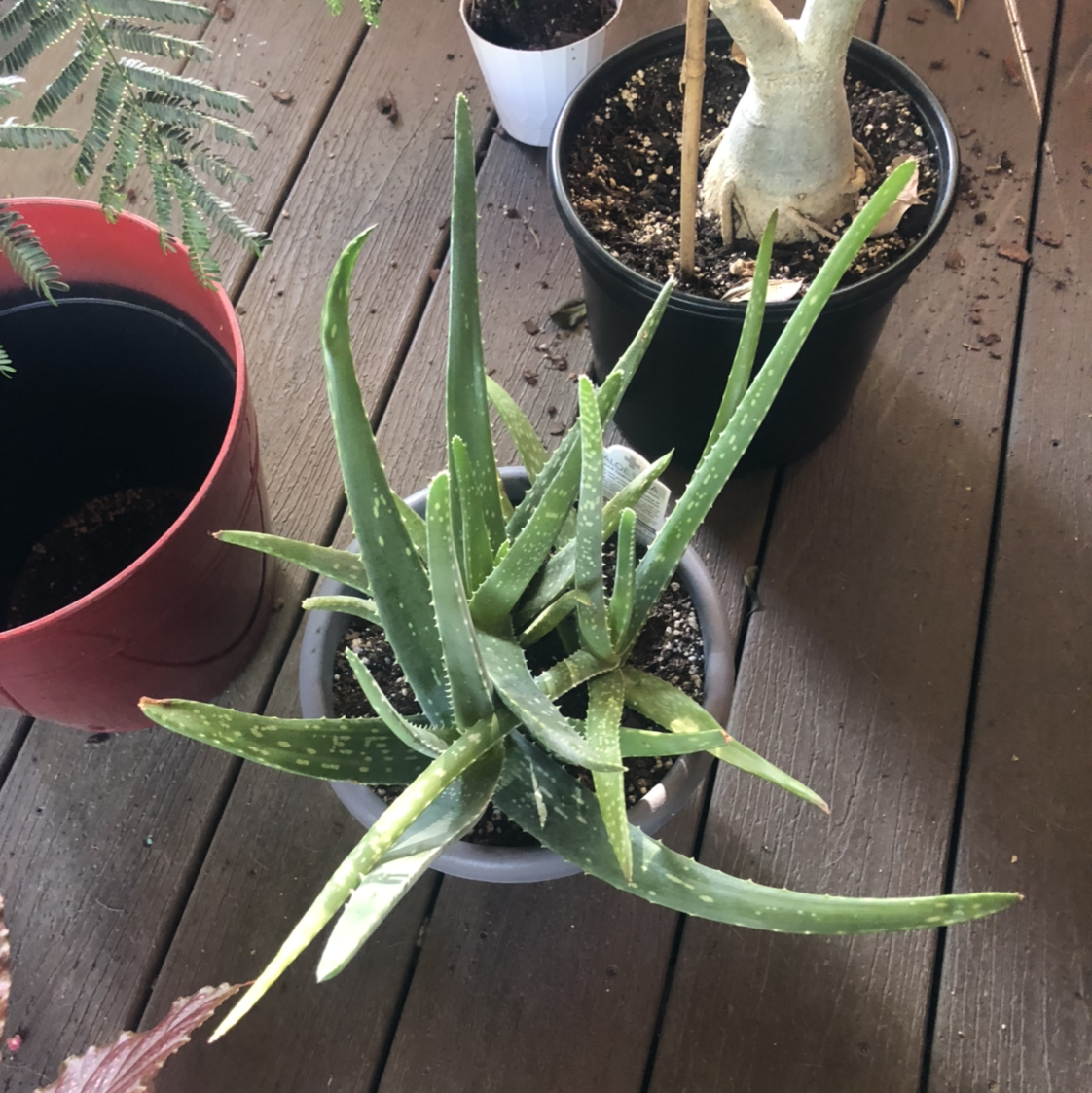 Aloe vera plant photo by @NellBell85 named Superman on Greg, the plant care app.