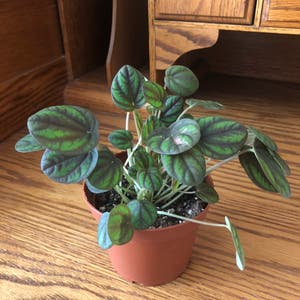 Peperomia 'Peppermill' plant photo by @NellBell85 named Your plant on Greg, the plant care app.