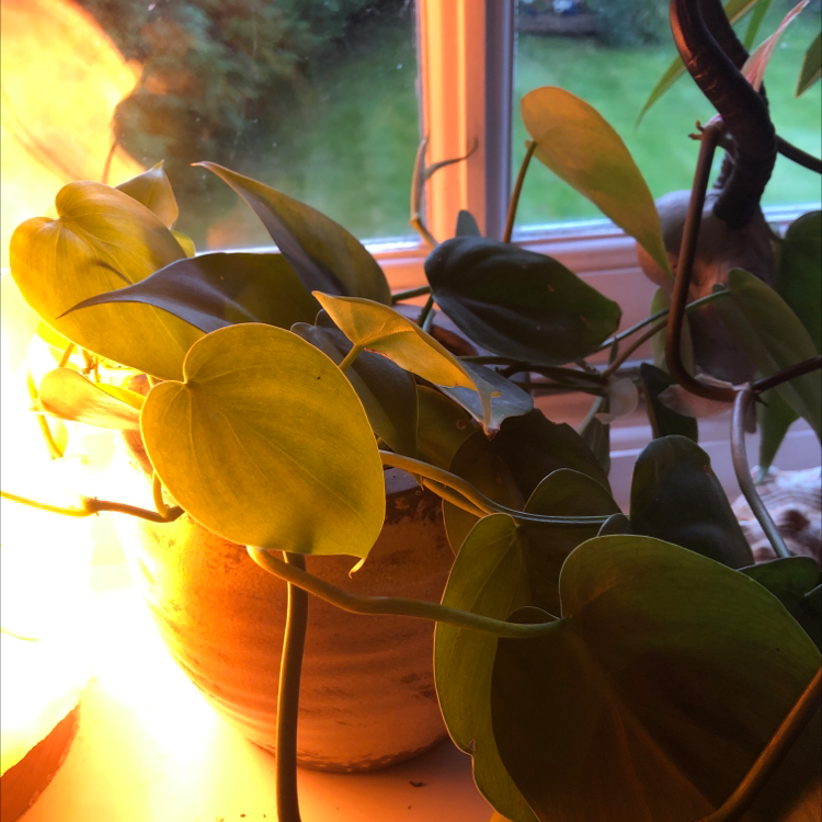 Philodendron Scandens plant photo by Freya named Zia on Greg, the plant care app.