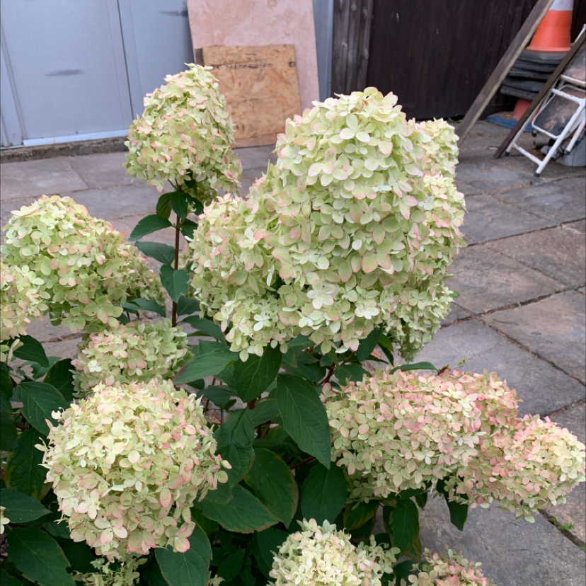 Panicle Hydrangea with large flower clusters in bloom, pale green to pinkish hue.