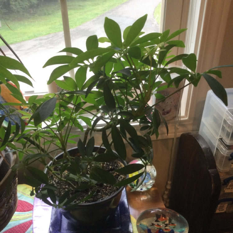 Dwarf Umbrella Tree plant photo by @Sharon67 named Money umbrella on Greg, the plant care app.
