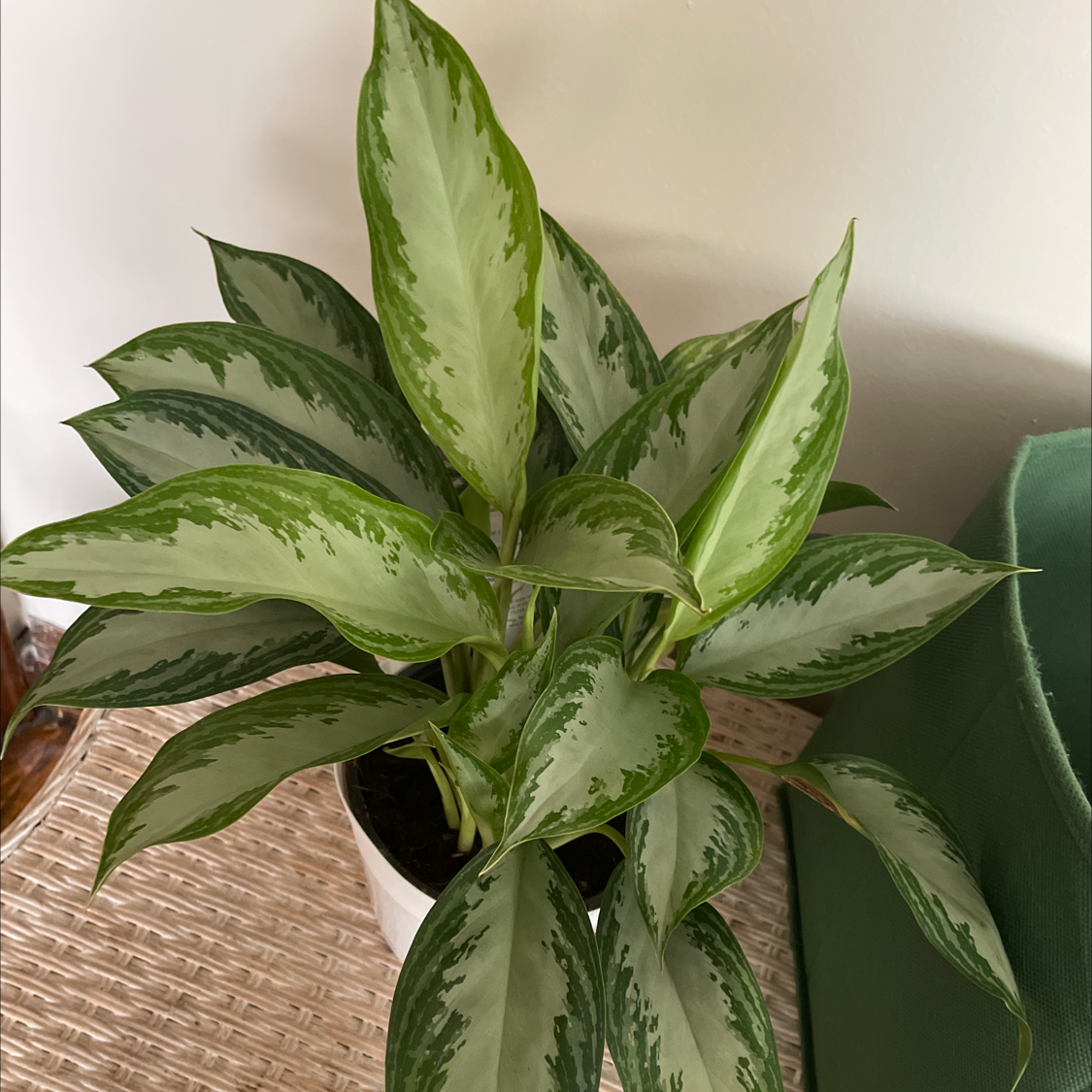 Healthy Aglaonema 'Silver Bay' plant with vibrant green and silver variegated leaves.