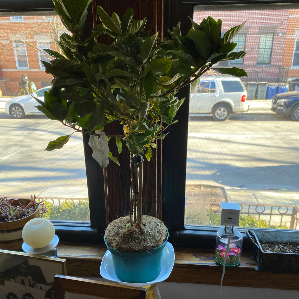 Cape Jasmine plant indoors near a window, in a pot with visible soil.