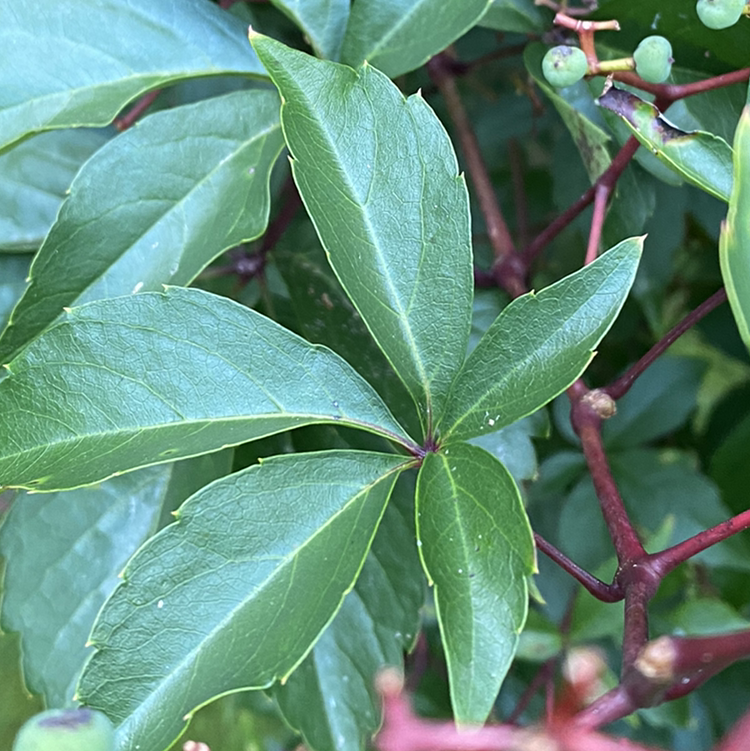 Close-up of a Virginia Creeper plant with green leaves and red stems.