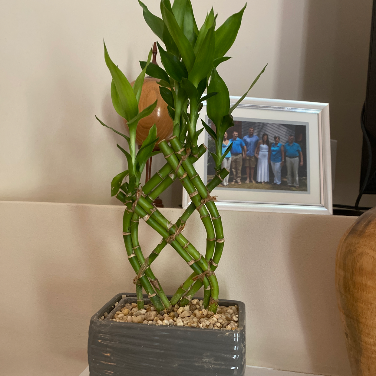 Lucky Bamboo plant photo by @LisainSC1961 named Your plant on Greg, the plant care app.