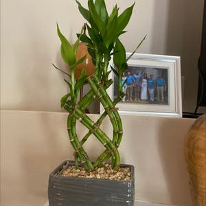 The Complete Lucky Bamboo Plant Care Guide: Water, Light & Beyond