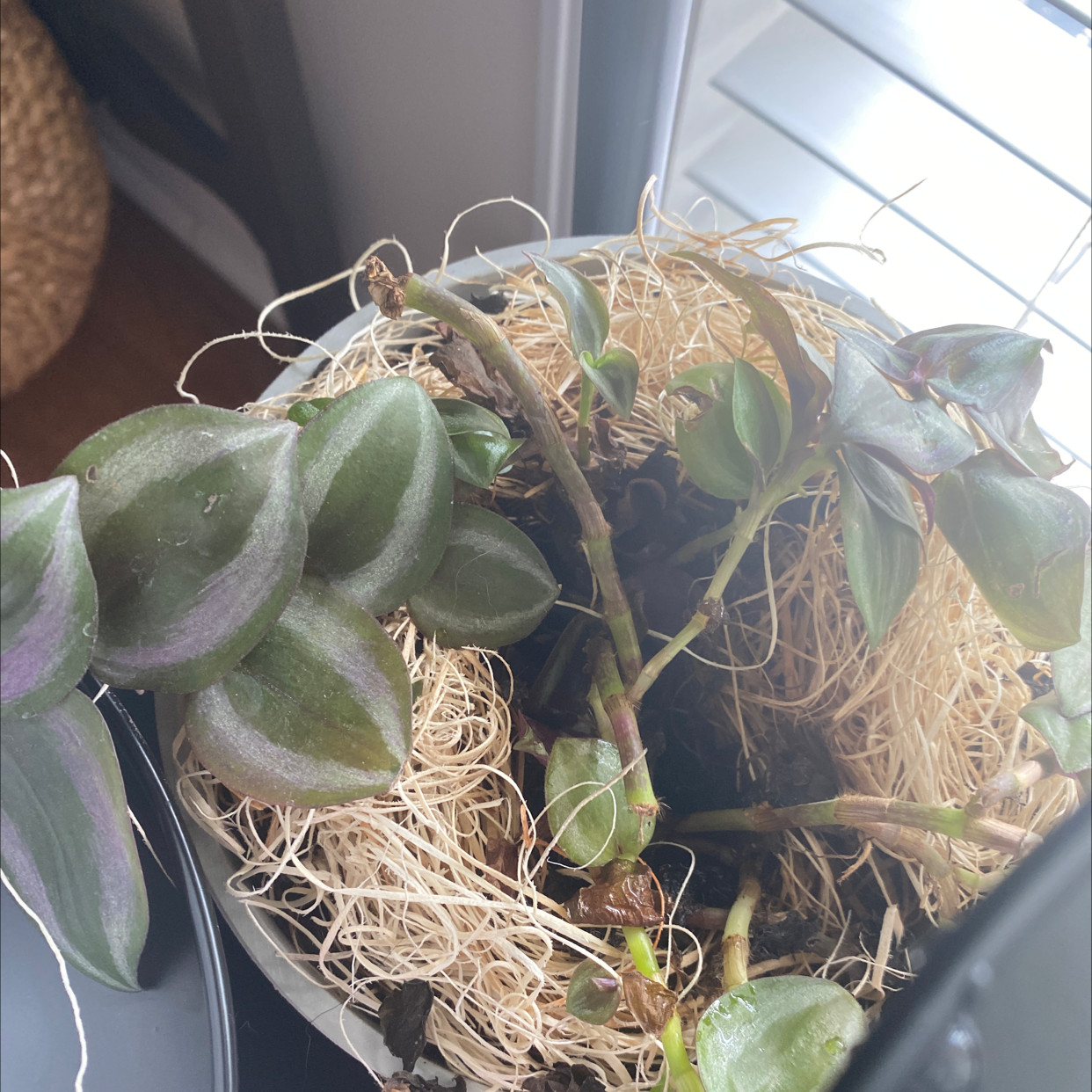 Tradescantia Zebrina plant photo by @LisainSC1961 named Your plant on Greg, the plant care app.