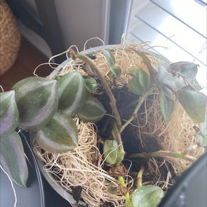 Tradescantia Zebrina plant photo by Lisainsc1961 named Your plant on Greg, the plant care app.