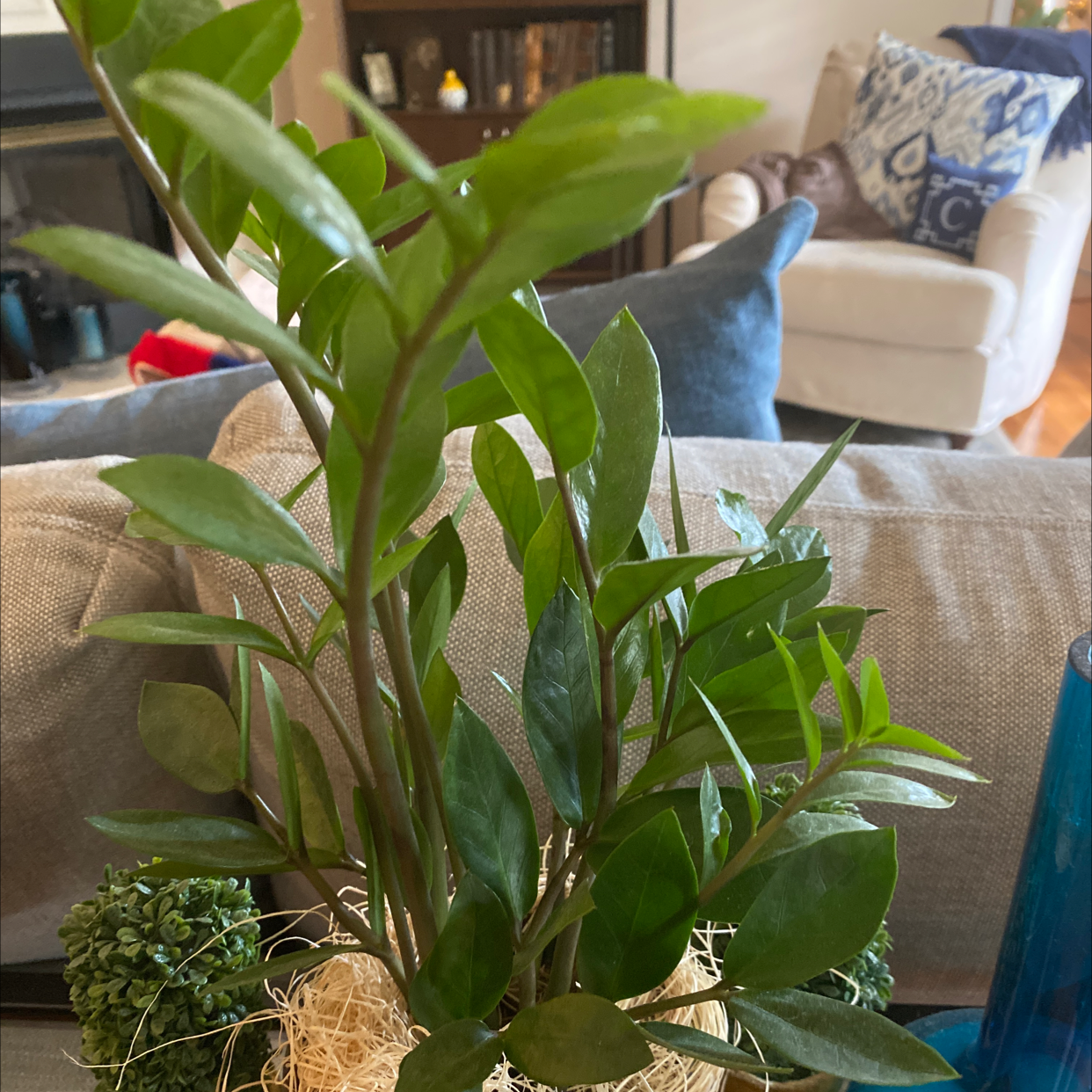 Zamioculcas Zamiifolia plant photo by @LisainSC1961 named Your plant on Greg, the plant care app.