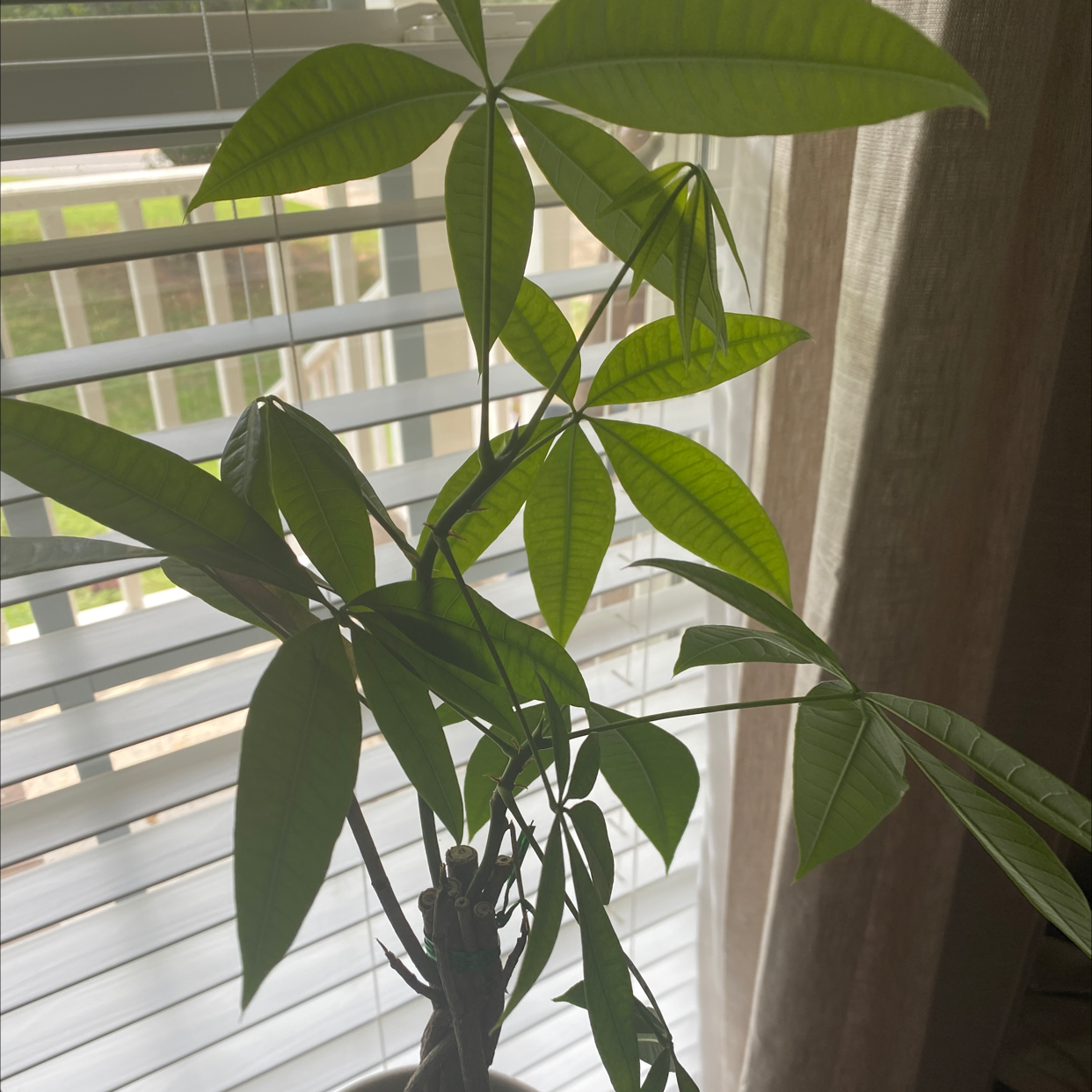 Money Tree plant photo by @LisainSC1961 named Your plant on Greg, the plant care app.