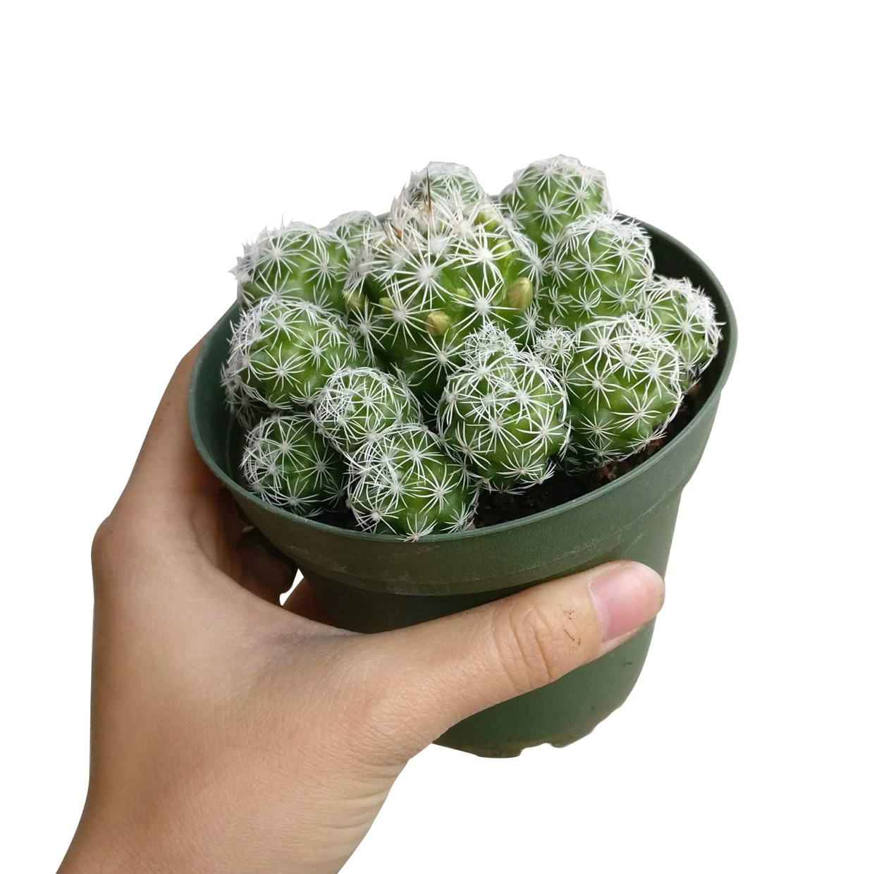 Thimble Cactus in a pot held by a hand, appears healthy.
