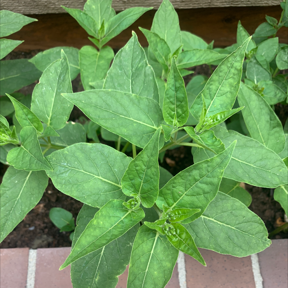 Healthy Marvel of Peru plant with vibrant green leaves, well-framed and centered.