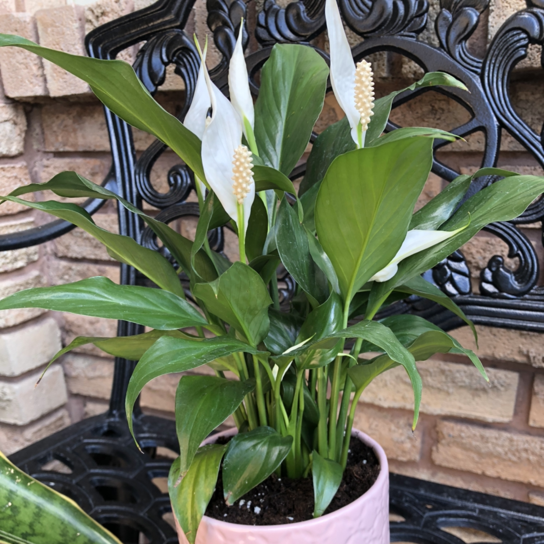 Peace Lily plant photo by @PlantHugger named Lily on Greg, the plant care app.