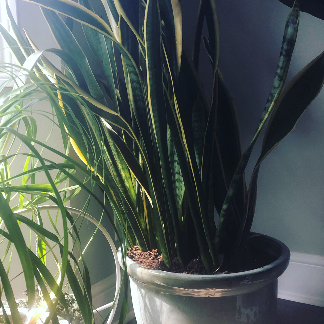Snake Plant plant photo by @PlantHugger named Snakey on Greg, the plant care app.