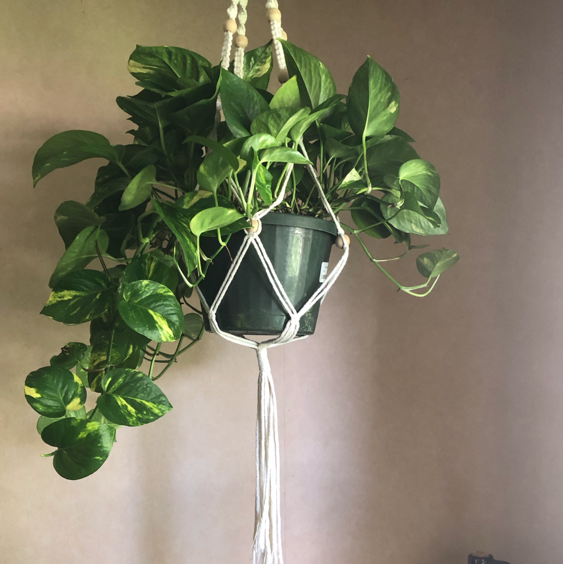 Taro Vine plant photo by @PlantHugger named Shenaynay on Greg, the plant care app.